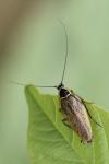 Ectobius sylvestris
