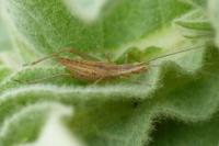 Oecanthus pellucens pellucens