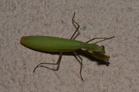 Mantis religiosa