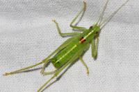 Meconema meridionale