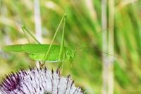 Phaneroptera falcata