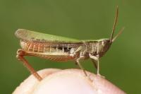 Chorthippus dorsatus dorsatus