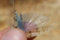 Sphingonotus caerulans