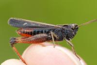 Omocestus rufipes