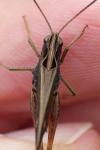 Omocestus rufipes