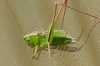 Bicolorana bicolor
