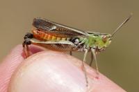 Stenobothrus lineatus lineatus