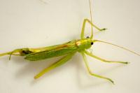 Meconema thalassinum