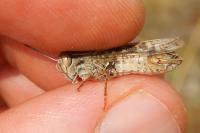 Calliptamus italicus