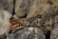 Myrmeleotettix maculatus maculatus