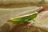 Mecostethus parapleurus parapleurus