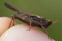 Tetrix subulata