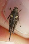 Tetrix subulata