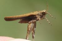 Tetrix subulata