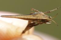Tetrix subulata