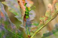 Leptophyes punctatissima
