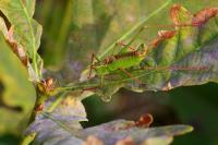 Leptophyes punctatissima