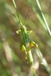 Euthystira brachyptera brachyptera