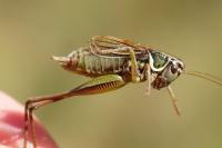 Roeseliana roeselii