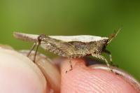 Tetrix subulata