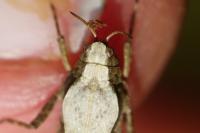 Tetrix subulata