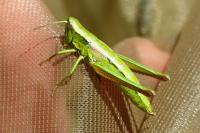 Euthystira brachyptera brachyptera