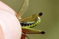 Pseudochorthippus montanus