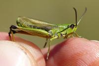 Pseudochorthippus montanus