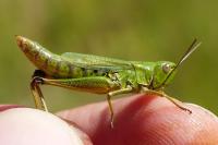 Pseudochorthippus montanus