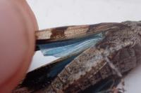 Oedipoda caerulescens caerulescens