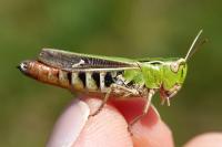 Stenobothrus lineatus lineatus