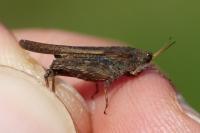 Tetrix subulata