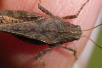 Tetrix subulata