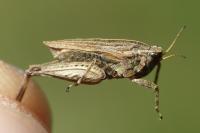 Tetrix undulata