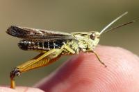 Omocestus viridulus viridulus