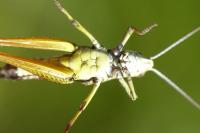 Omocestus viridulus viridulus