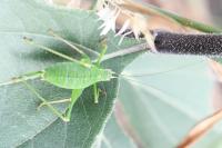 Leptophyes punctatissima