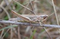 Euchorthippus declivus
