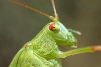Phaneroptera falcata