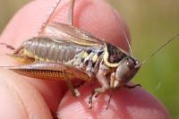 Roeseliana roeselii