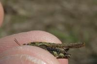 Tetrix ceperoi ceperoi