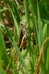 Omocestus viridulus viridulus
