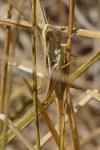 Euchorthippus declivus