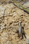 Omocestus haemorrhoidalis haemorrhoidalis