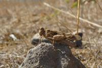 Oedipoda caerulescens caerulescens