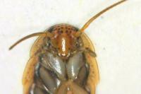 Ectobius pallidus