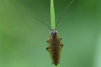 Ectobius lapponicus