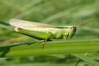 Mecostethus parapleurus parapleurus