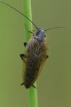 Ectobius lapponicus