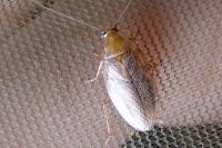 Ectobius pallidus